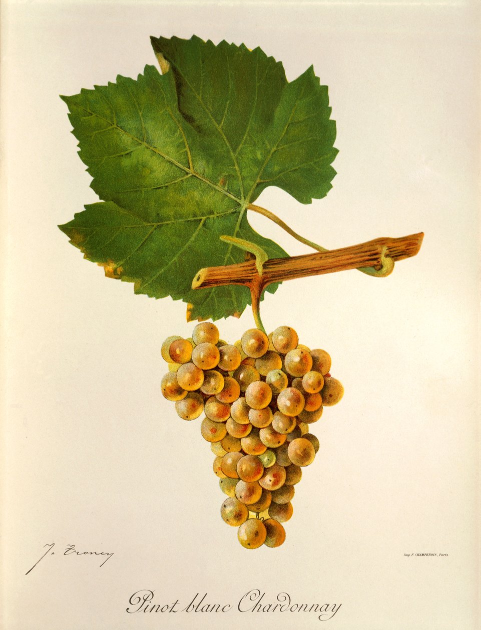 Pinot Blanc Chardonnay - Jules Troncy
