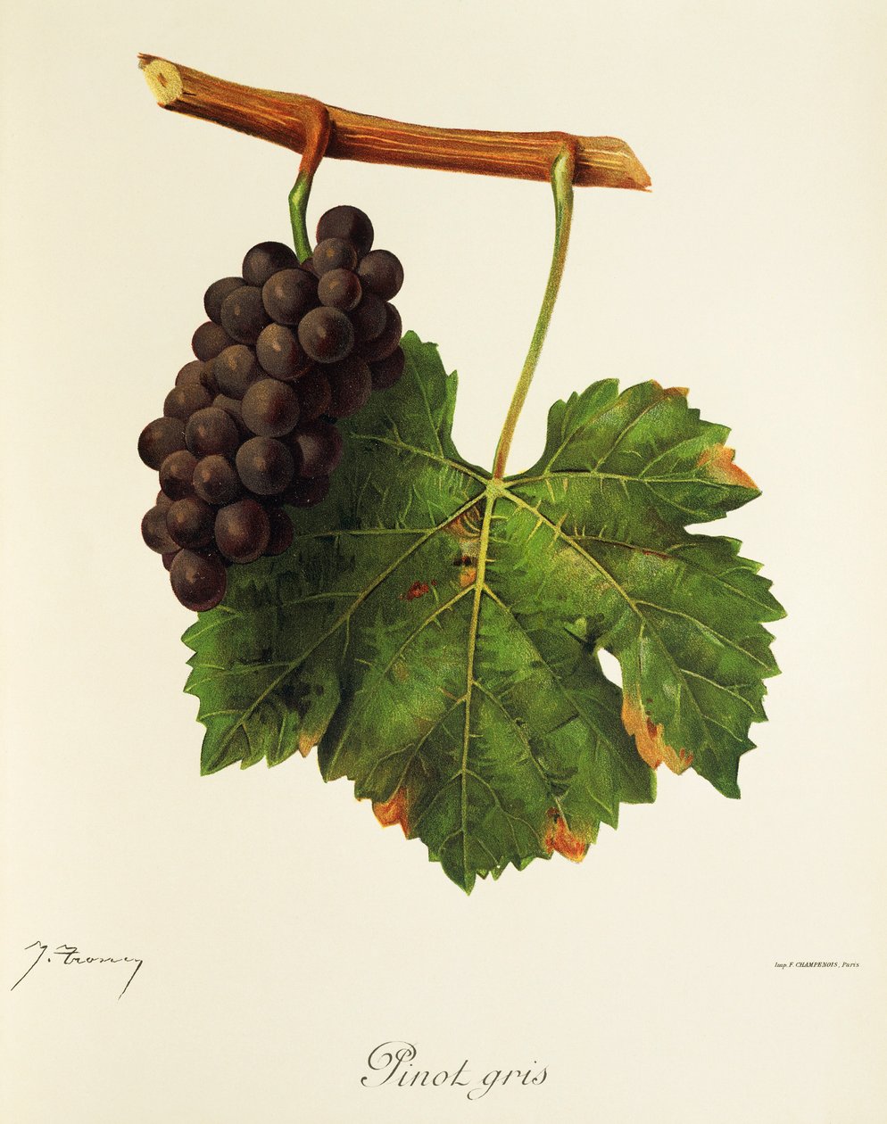 Raisin Pinot Gris - Jules Troncy