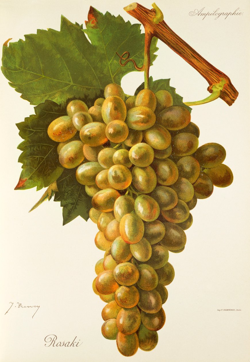 Raisin Rosaki - Jules Troncy