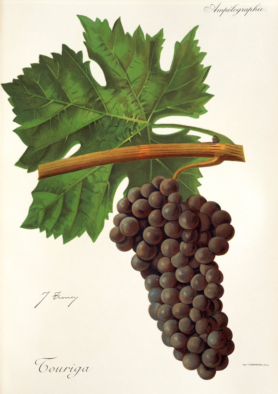 Raisin Touriga - Jules Troncy