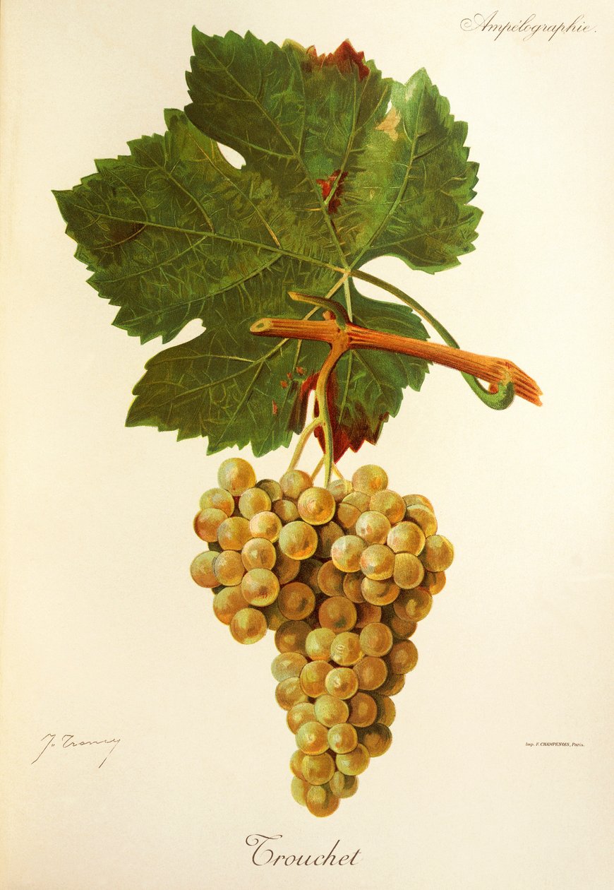 Trouchet - Jules Troncy