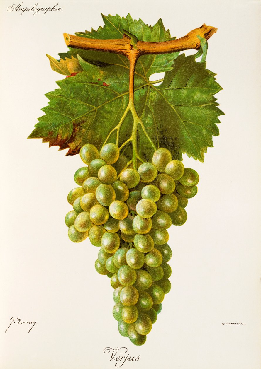 Raisin Verjus - Jules Troncy