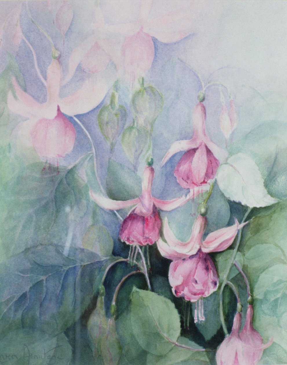 Fuchsia, cocher rose - Karen Armitage