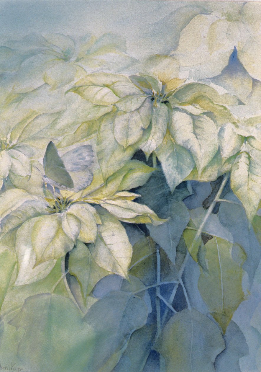 Poinsettia blanc (vertical) - Karen Armitage