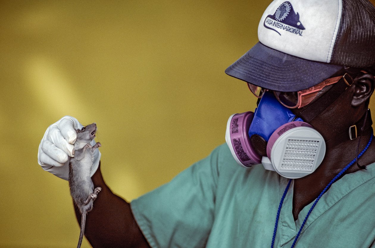Technicien de laboratoire tenant un rat Lassa et portant un masque pour éviter d