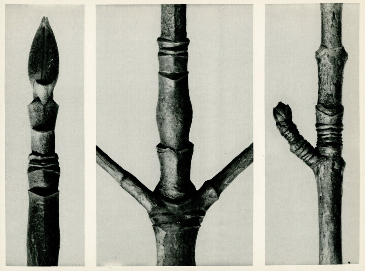 Cornus Nuttalli, 1929 - Karl Blossfeldt
