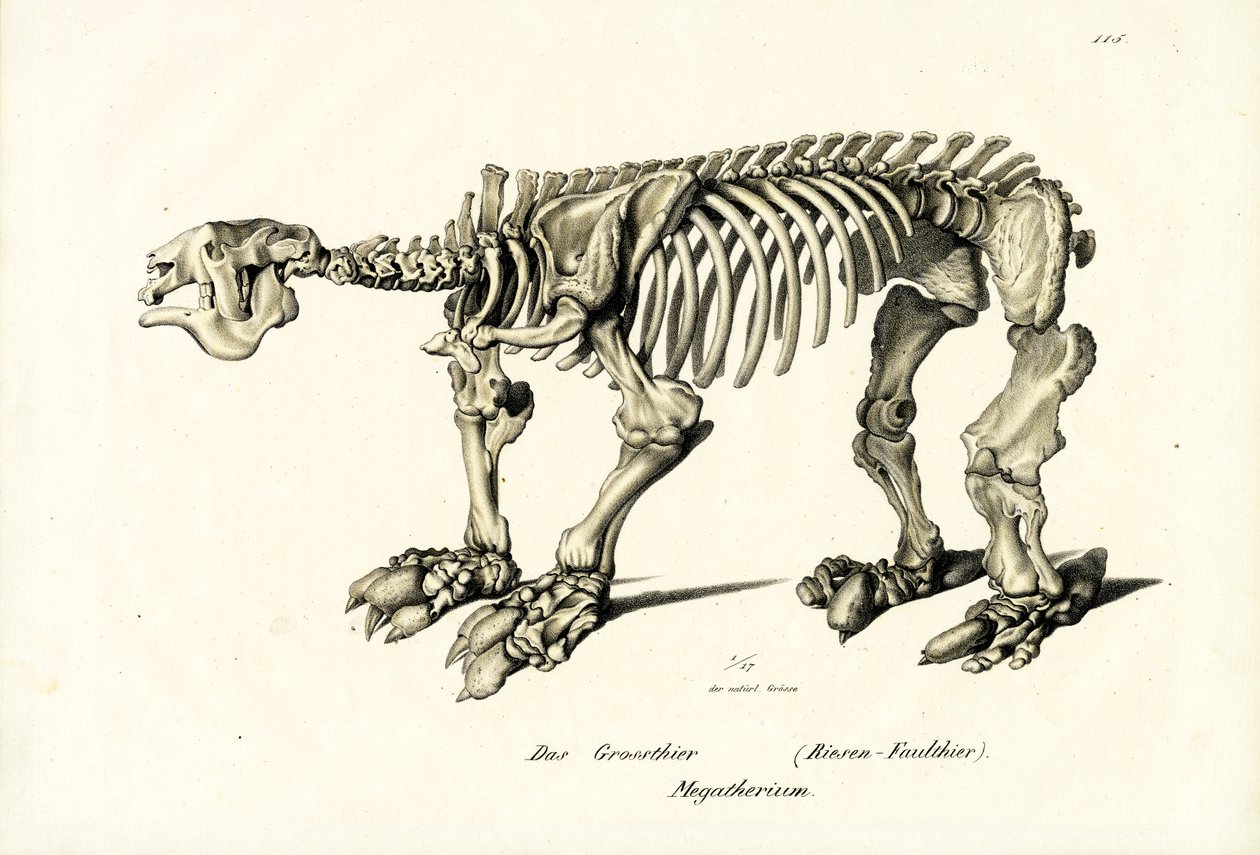Géant paresseux terrestre, 1824 - Karl Joseph Brodtmann