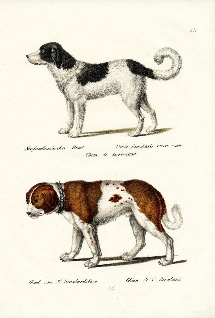 Chien Terre-Neuve, 1824 - Karl Joseph Brodtmann