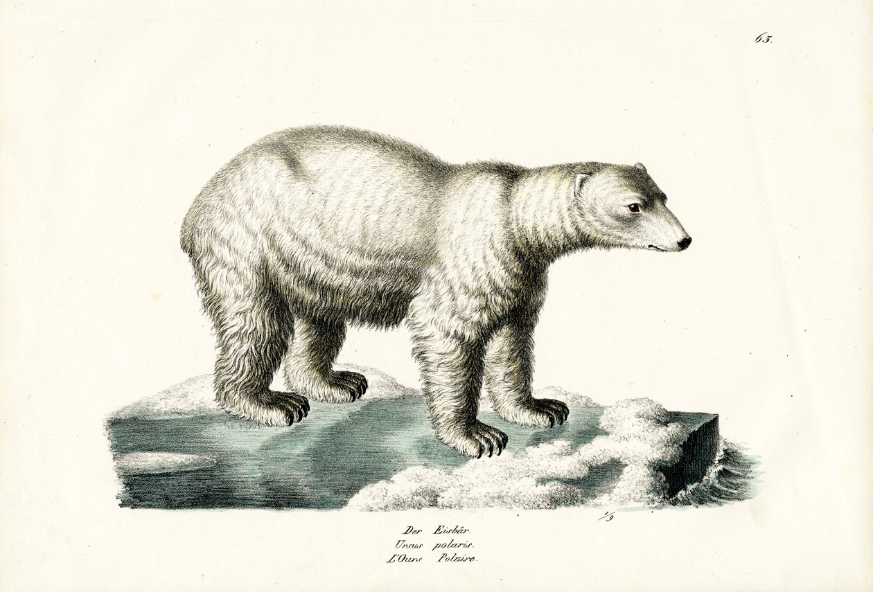 Ours polaire, 1824 - Karl Joseph Brodtmann