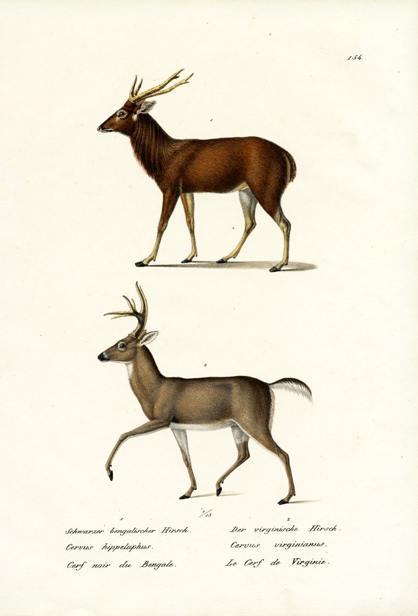 Cerf rouge, 1824 - Karl Joseph Brodtmann
