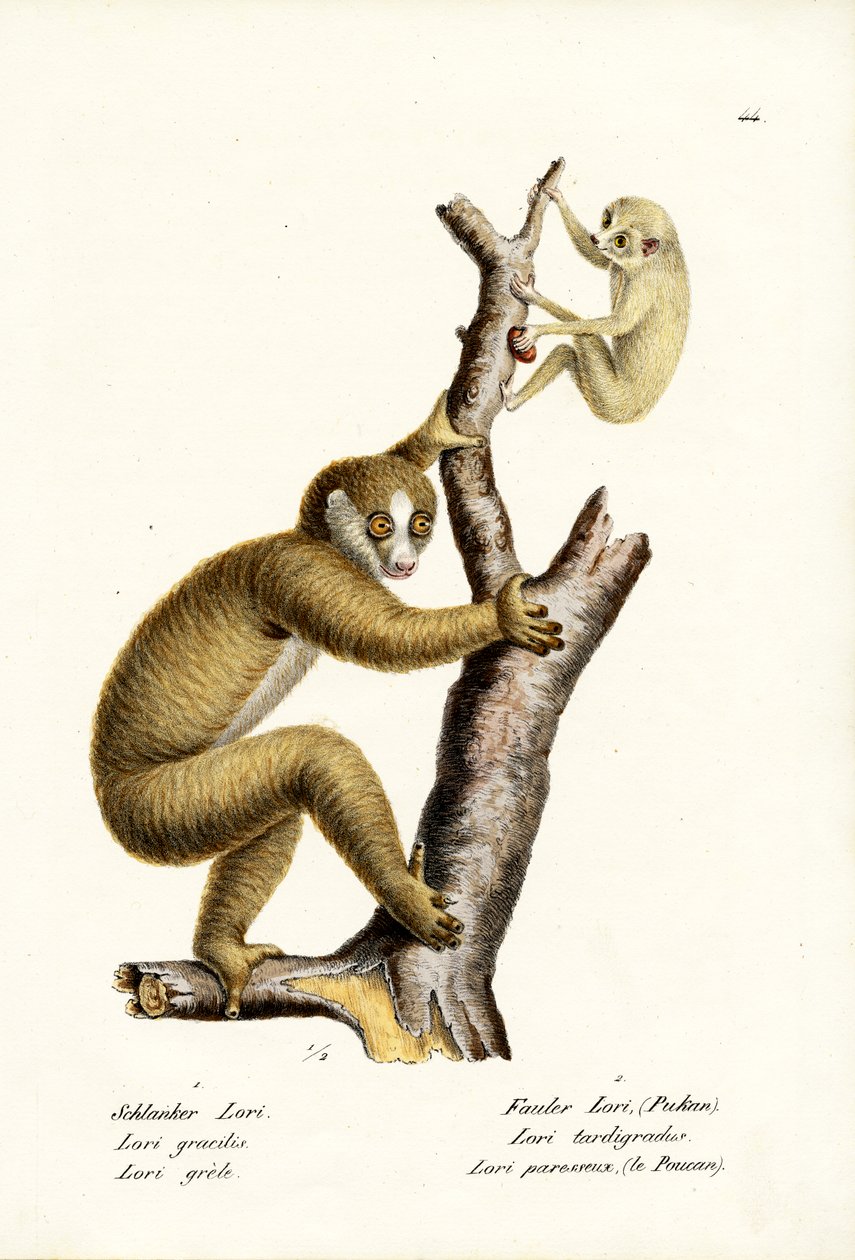 Loris grêle, 1824 - Karl Joseph Brodtmann