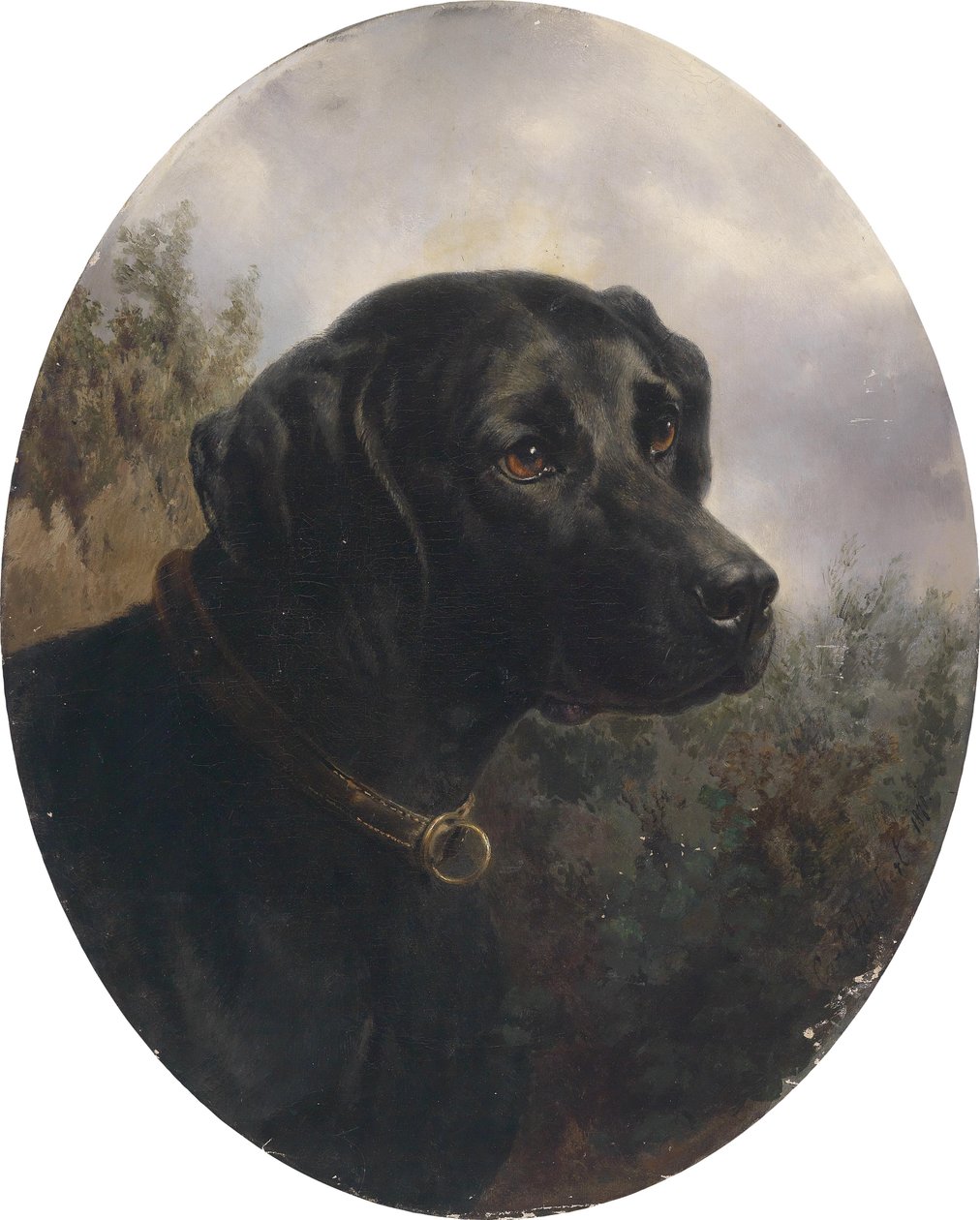 Hector, chien d