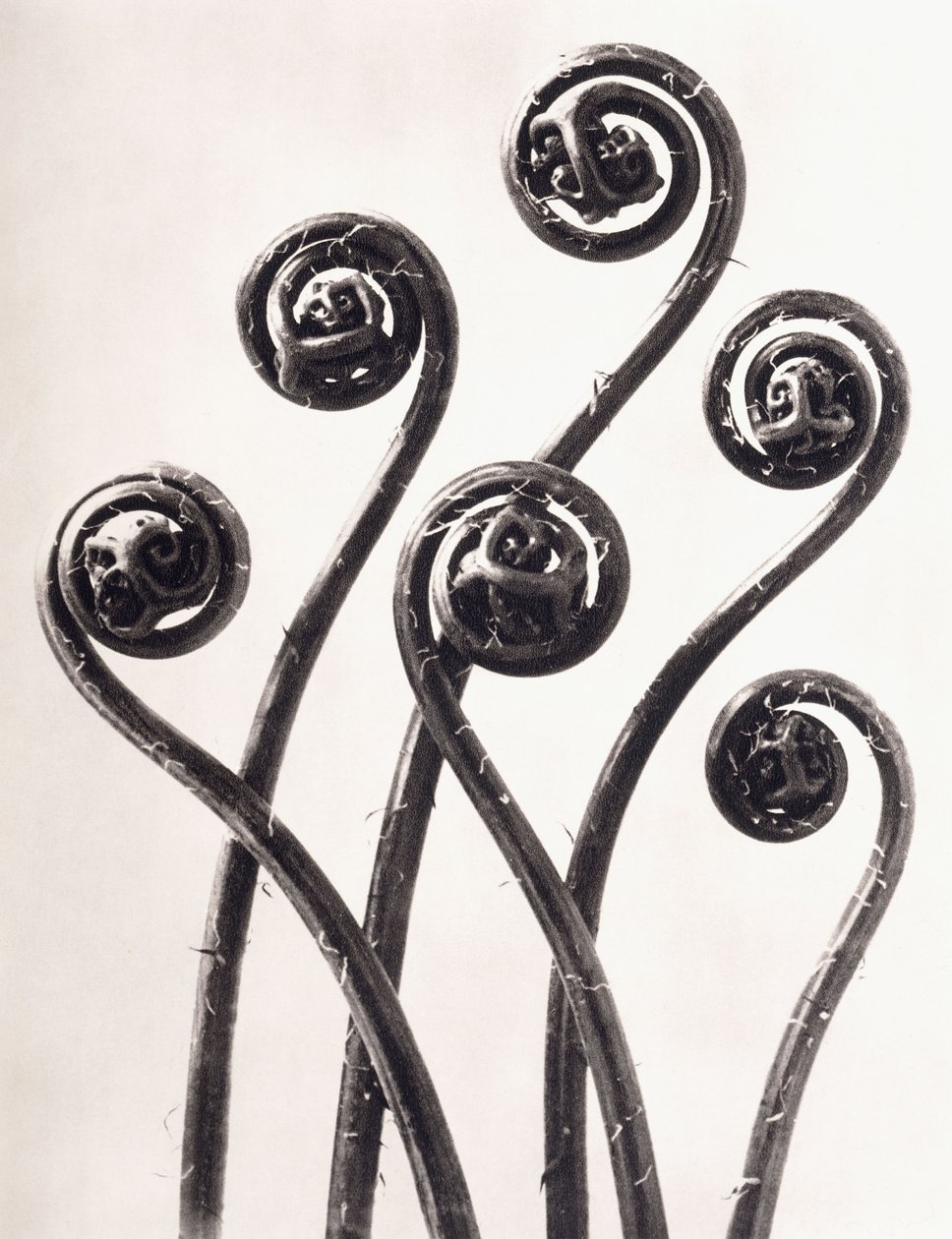 Adiantum Pedatum - Fougère capillaire américaine, jeunes frondes enroulées agrandies huit fois - Karl Blossfeldt