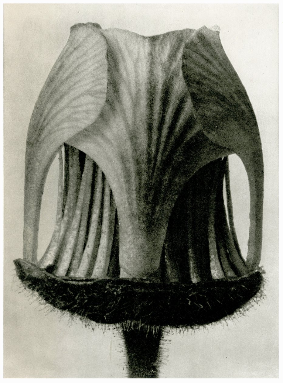 Geum Rivale. 1929 - Karl Blossfeldt