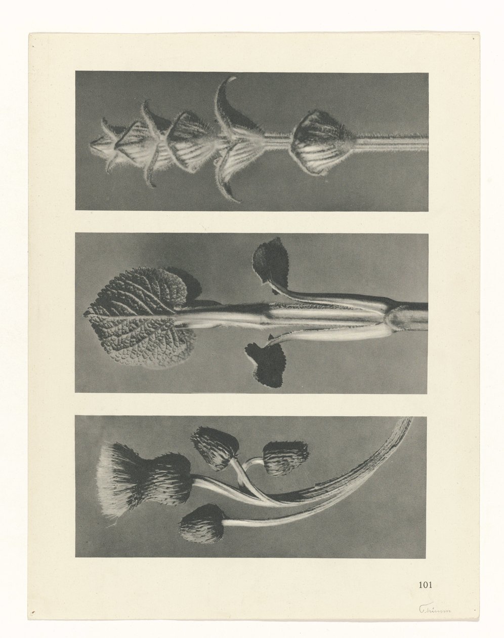 Étude de plante (Urformen der Kunst) - Karl Blossfeldt