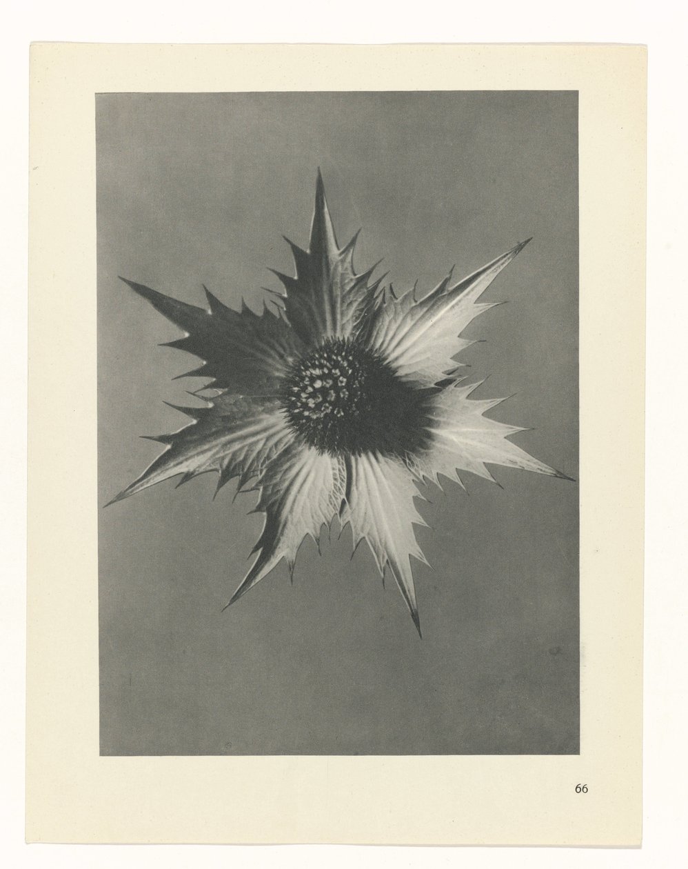 Étude de plante (Urformen der Kunst) - Karl Blossfeldt