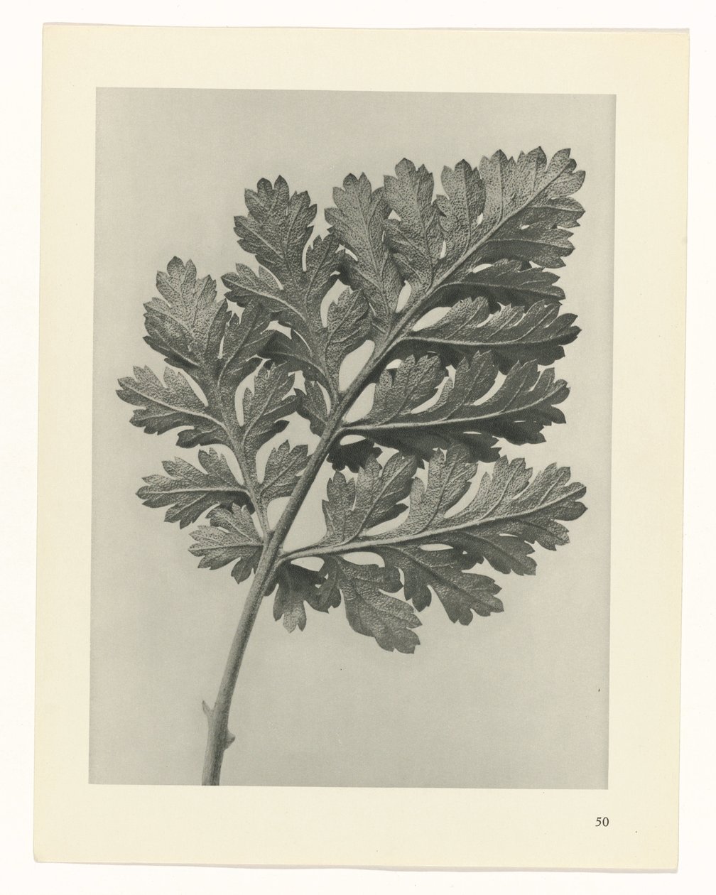 Étude de plante (série Urformen der Kunst) - Karl Blossfeldt