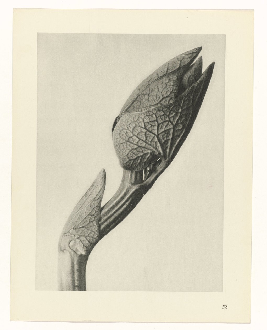 Étude de plante (série Urformen der Kunst) - Karl Blossfeldt