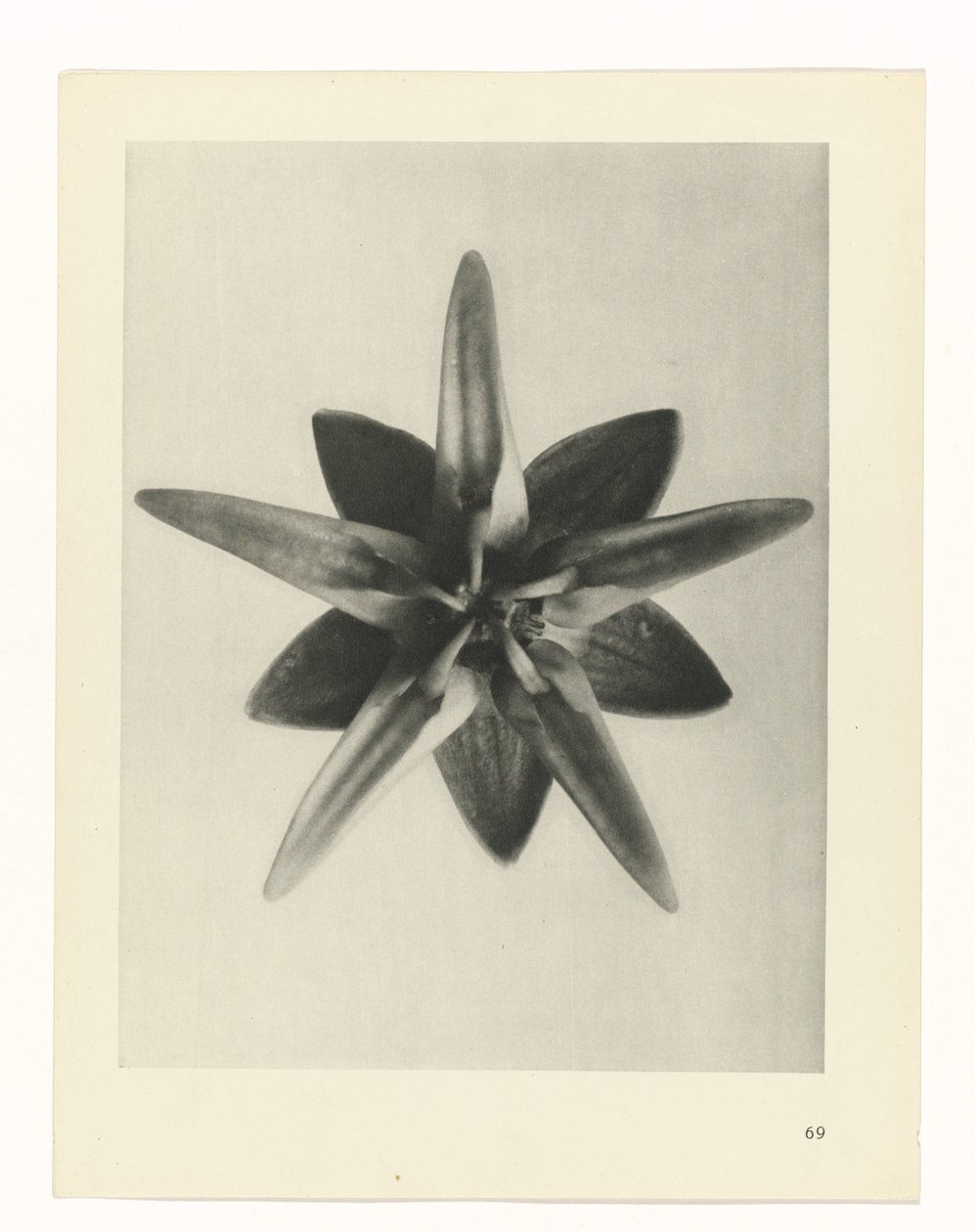 Étude de plante (Urformen der Kunst) - Karl Blossfeldt