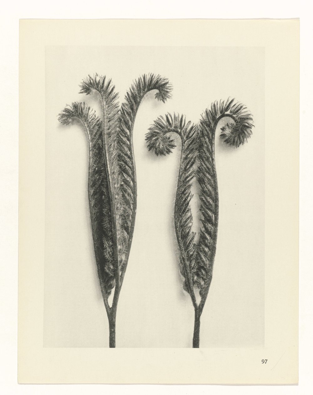 Étude de plante (Urformen der Kunst) - Karl Blossfeldt