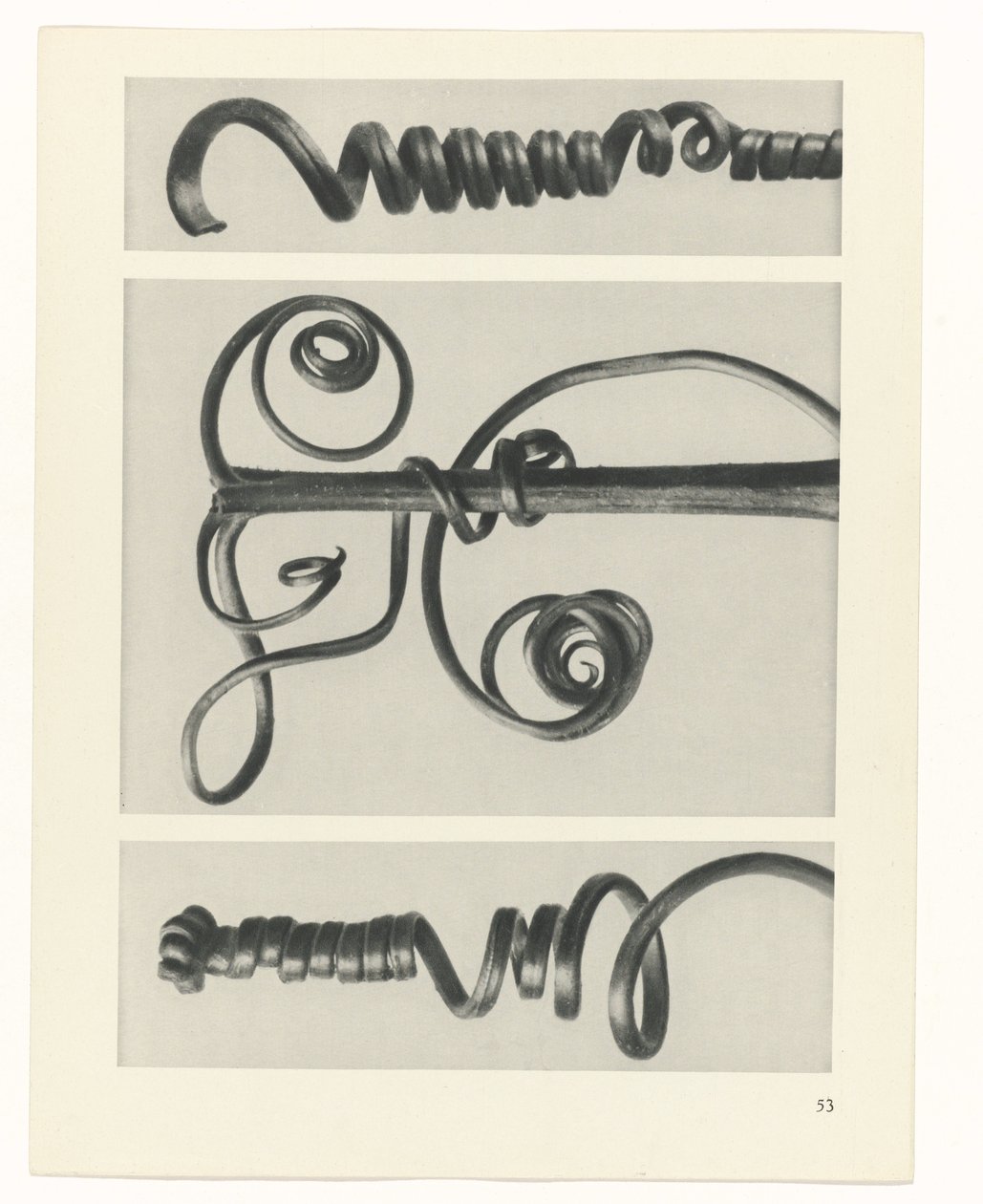 Étude de plante (Urformen der Kunst) - Karl Blossfeldt