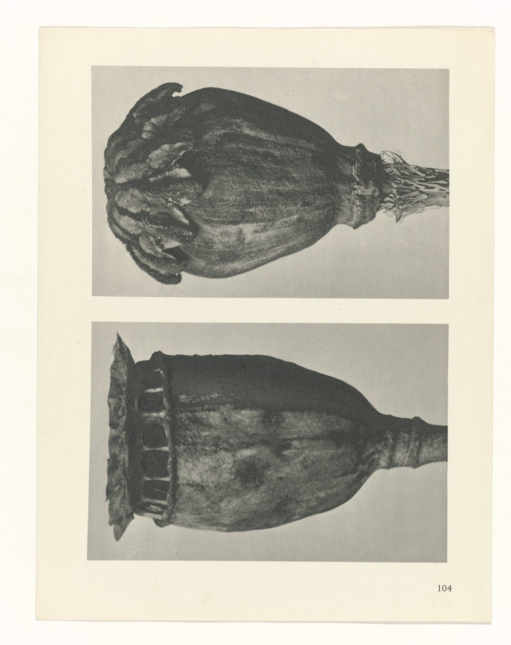 Étude de plante (Urformen der Kunst) - Karl Blossfeldt