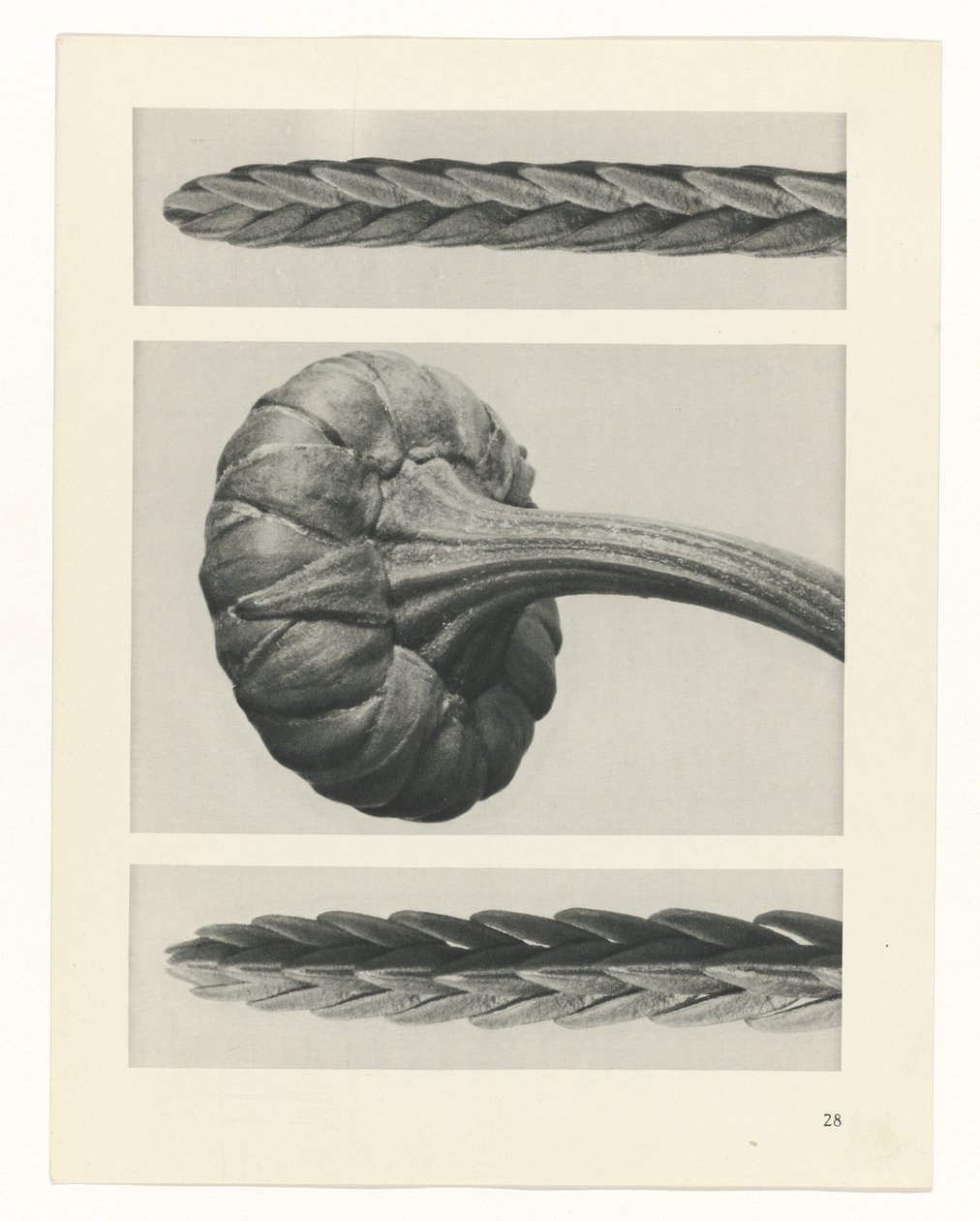 Étude de plante (Urformen der Kunst) - Karl Blossfeldt