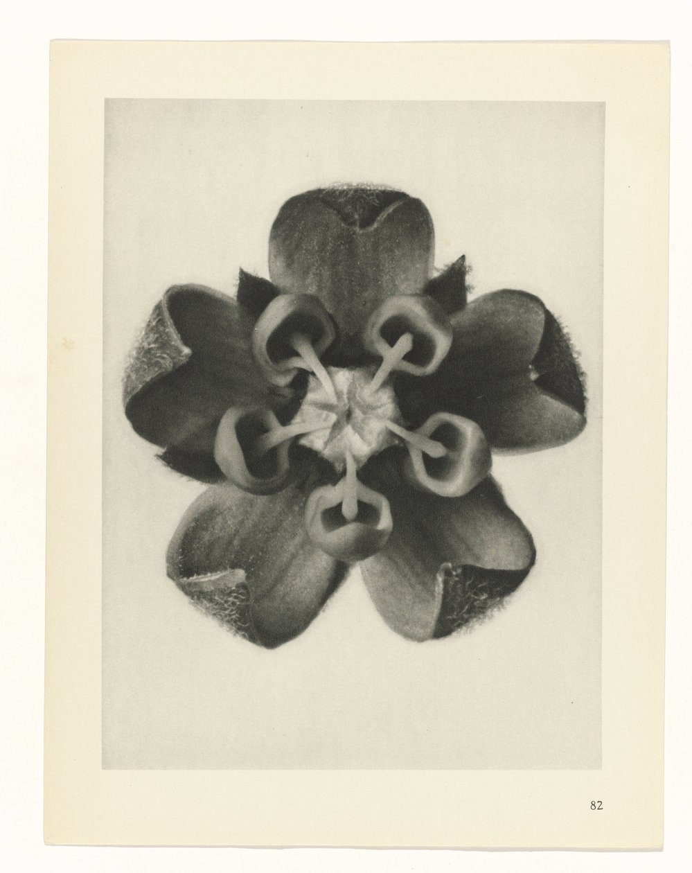 Étude de plante (Urformen der Kunst) - Karl Blossfeldt