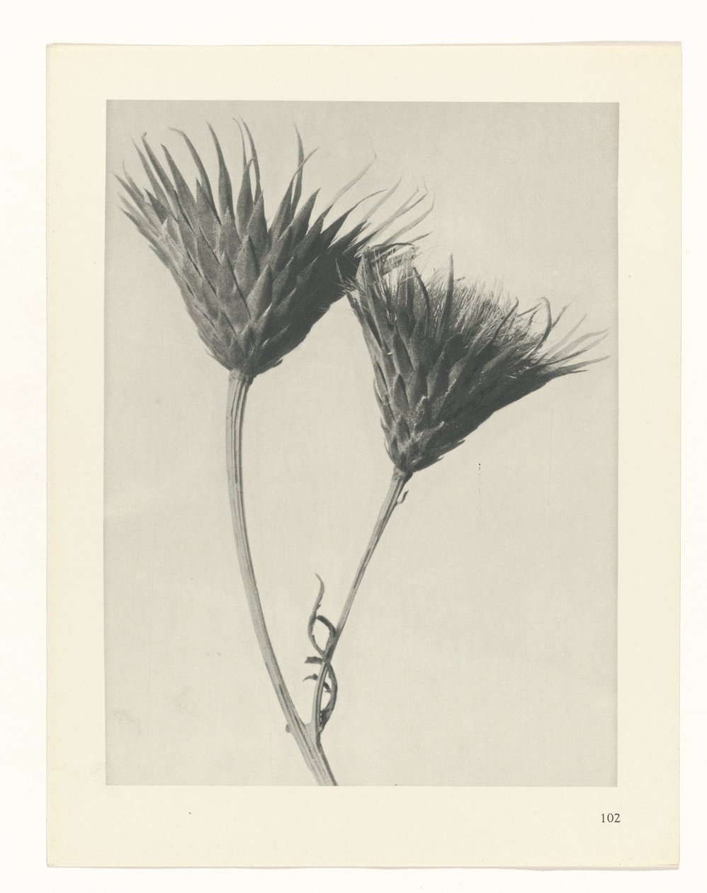 Étude de plante (Urformen der Kunst) - Karl Blossfeldt