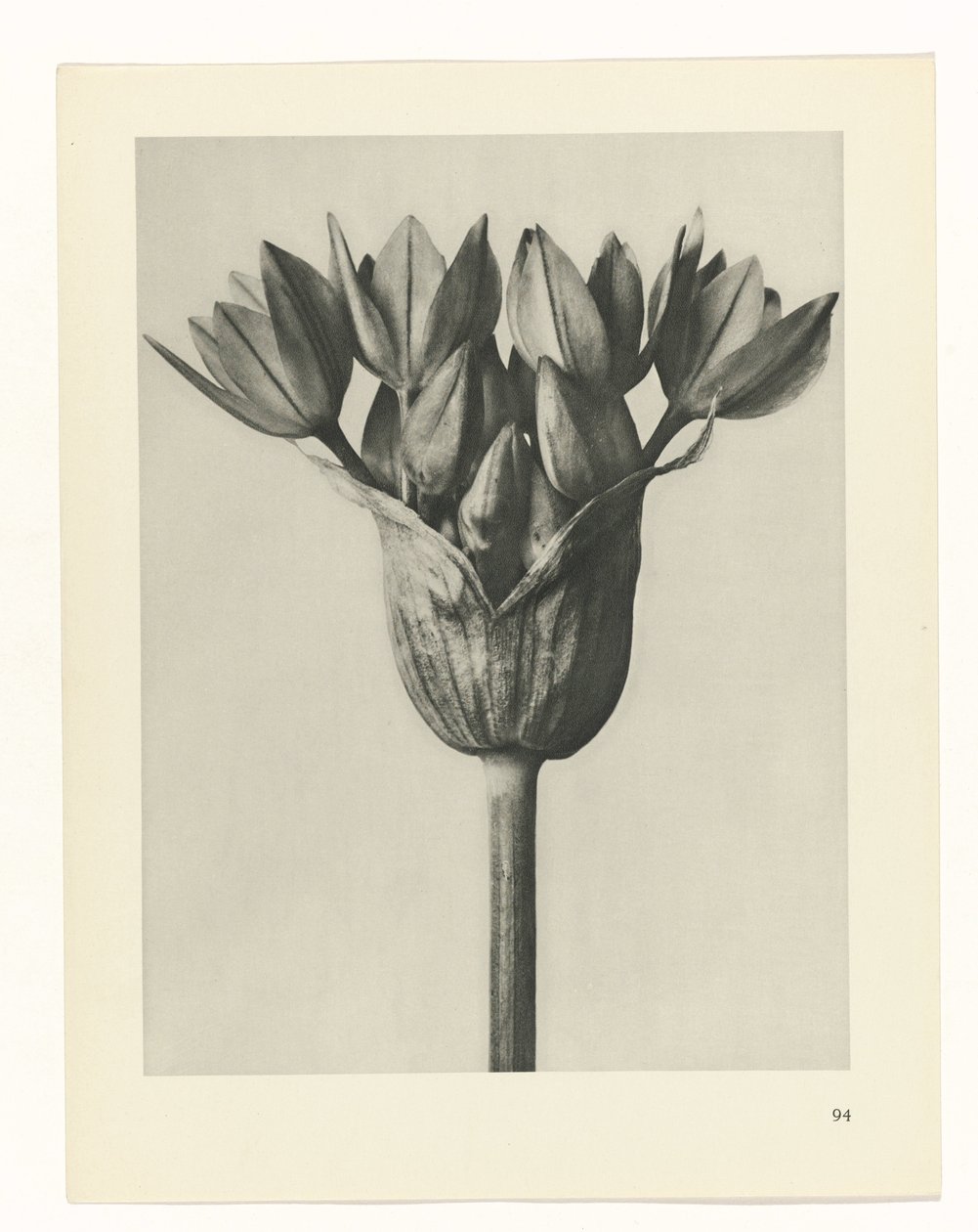 Étude de plante (Urformen der Kunst) - Karl Blossfeldt