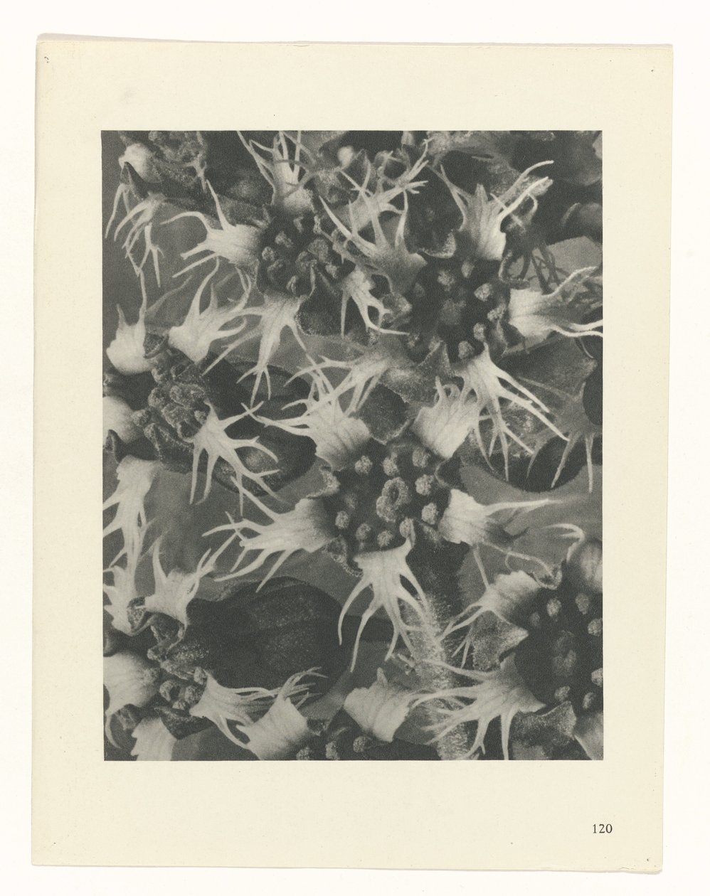 Étude de plante (Urformen der Kunst) - Karl Blossfeldt