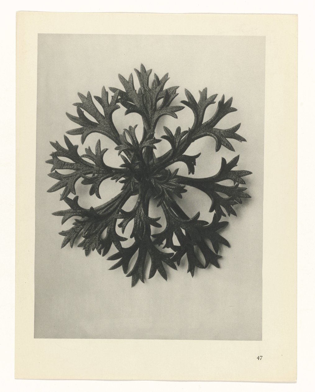 Étude de plante (Urformen der Kunst) - Karl Blossfeldt