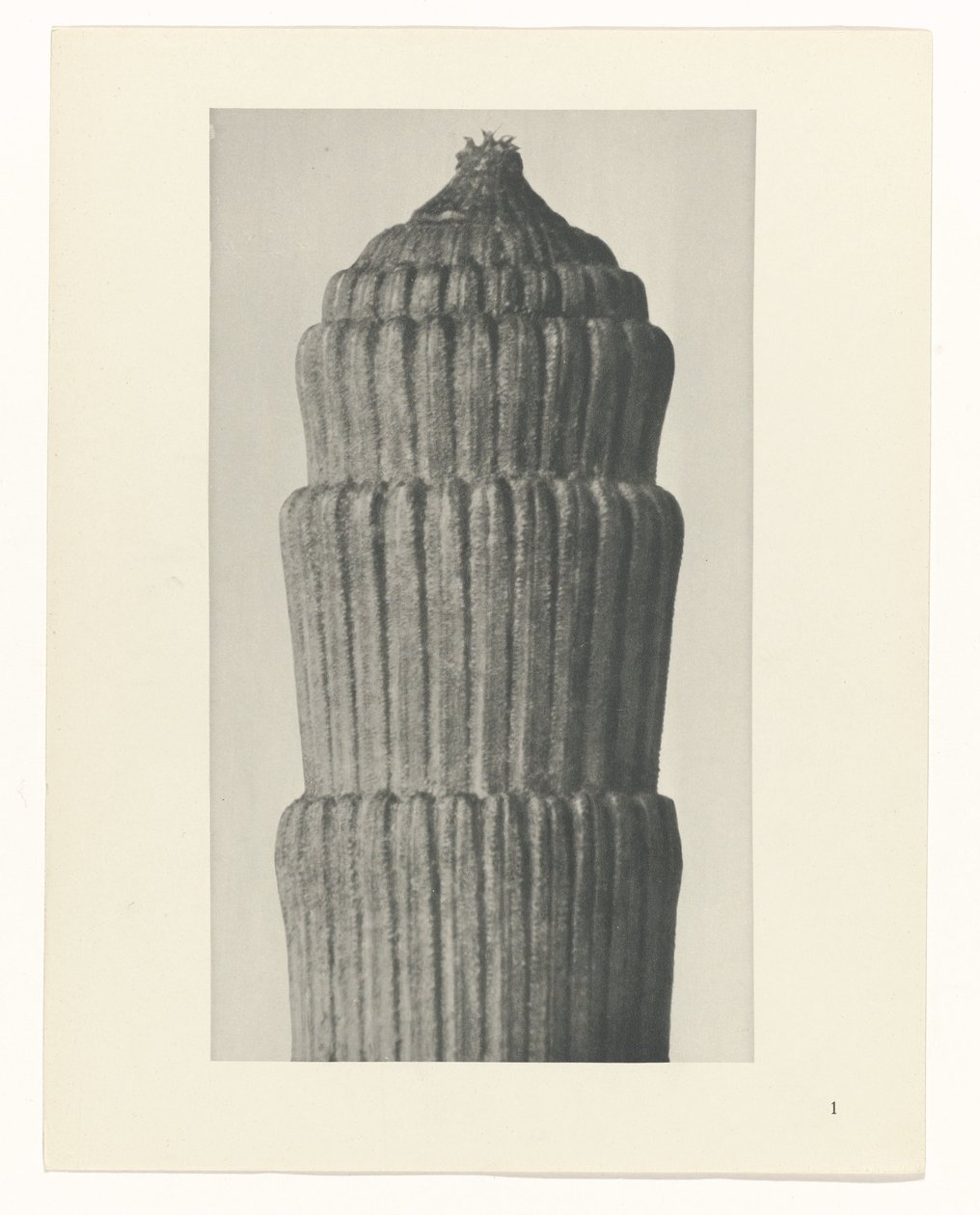 Étude de plante, Equisetum hiemale (Urformen der Kunst) - Karl Blossfeldt
