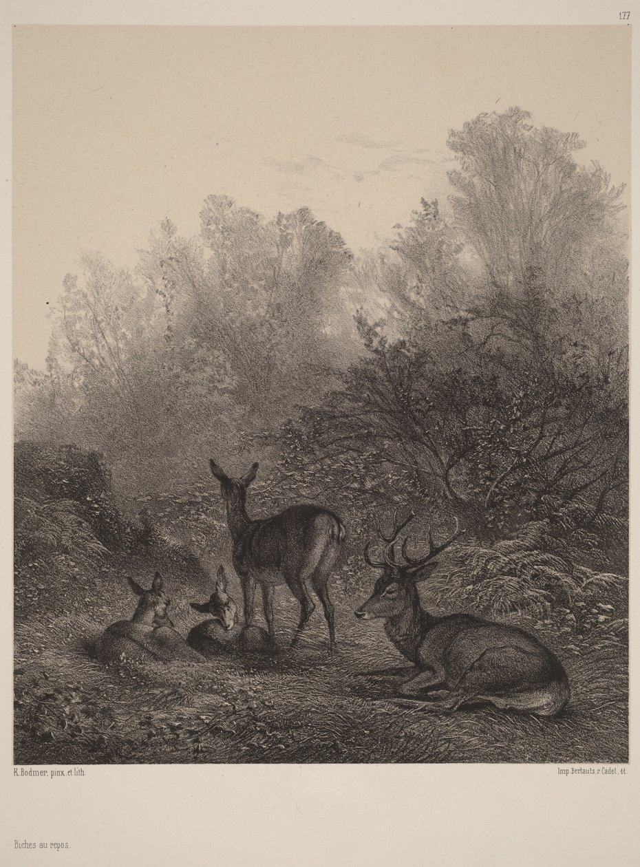 Biches au repos - Karl Bodmer