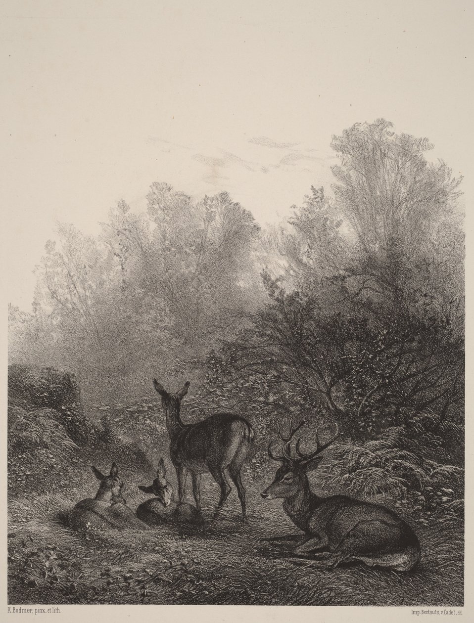Biches au repos - Karl Bodmer