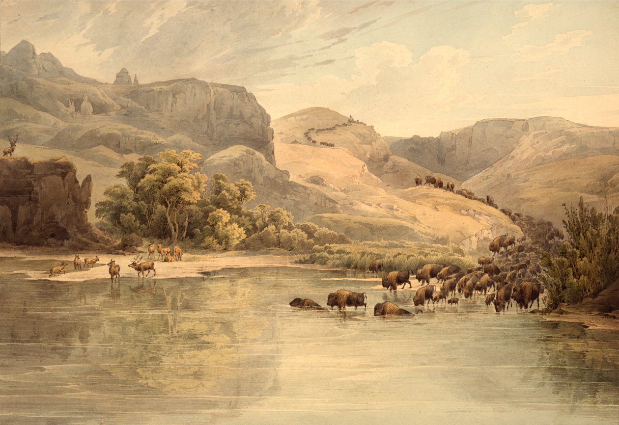 Buffles et élans sur le haut Missouri - Karl Bodmer