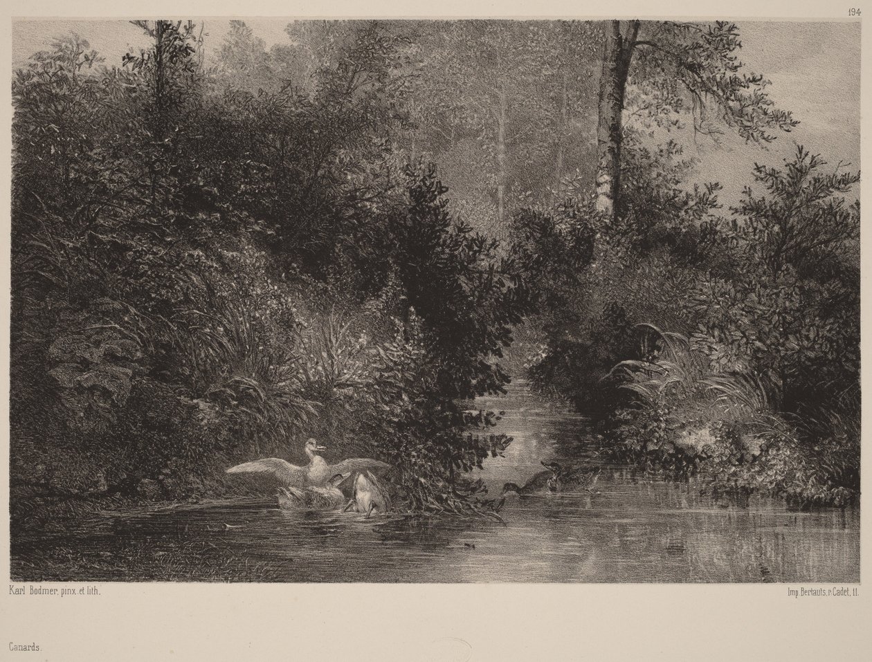 Canards - Karl Bodmer