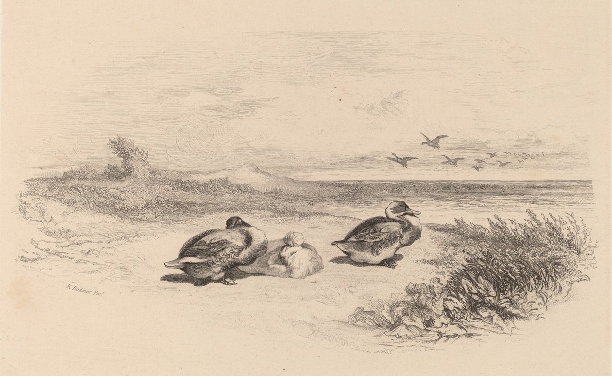 Canards sauvages - Karl Bodmer