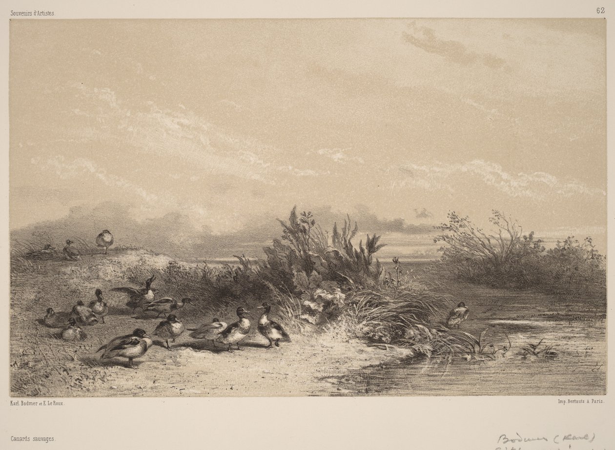 Canards Sauvages - Karl Bodmer