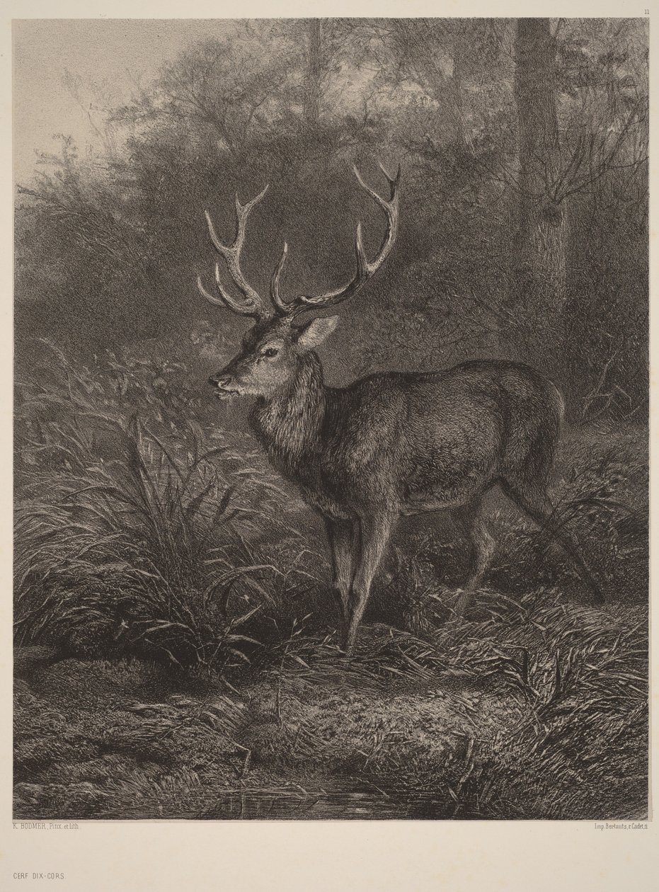 Cerf Dix-Cors - Karl Bodmer