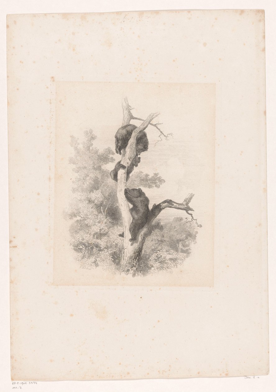 Trois ours dans un arbre - Karl Bodmer