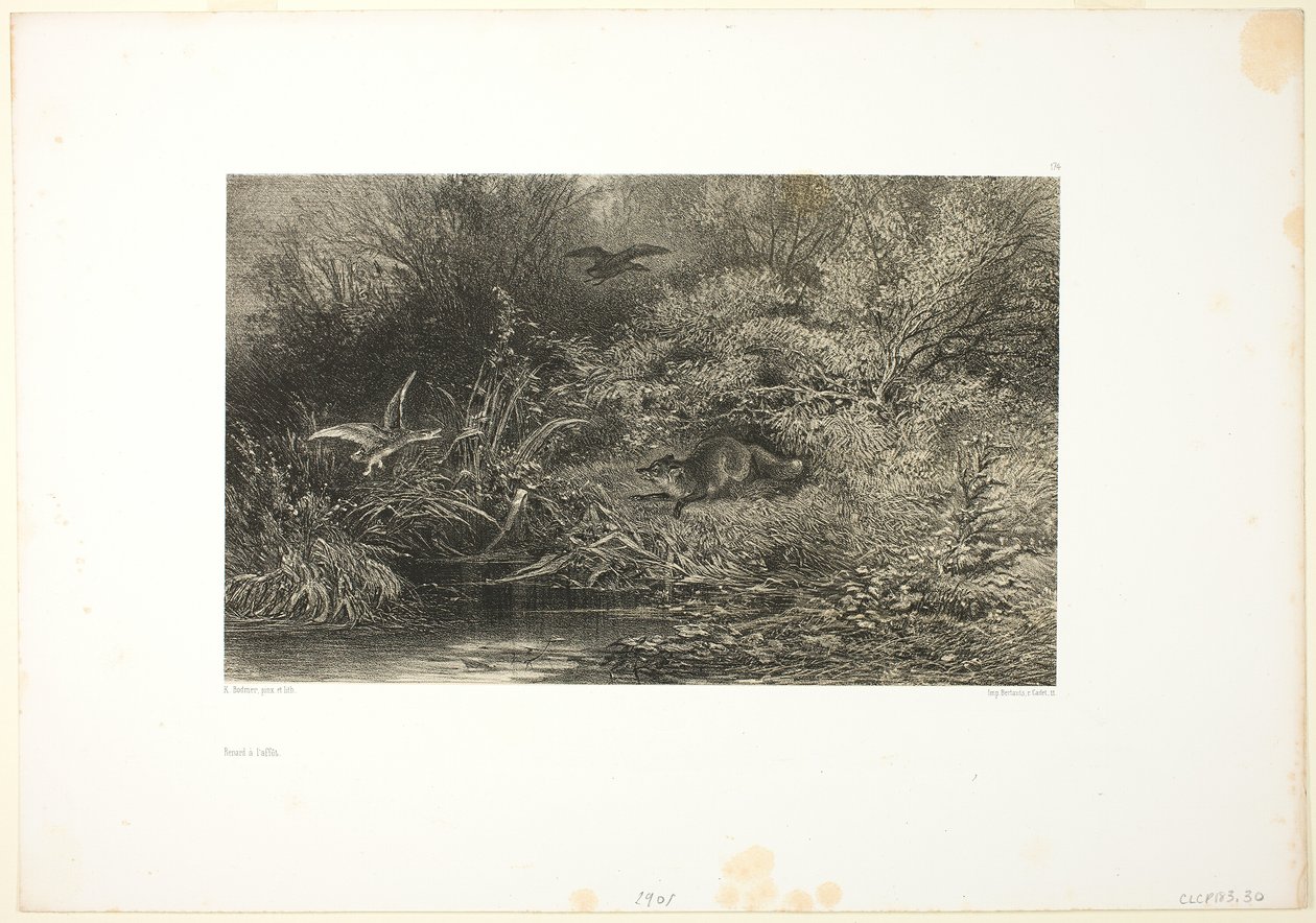 Renard en Chasse - Karl Bodmer