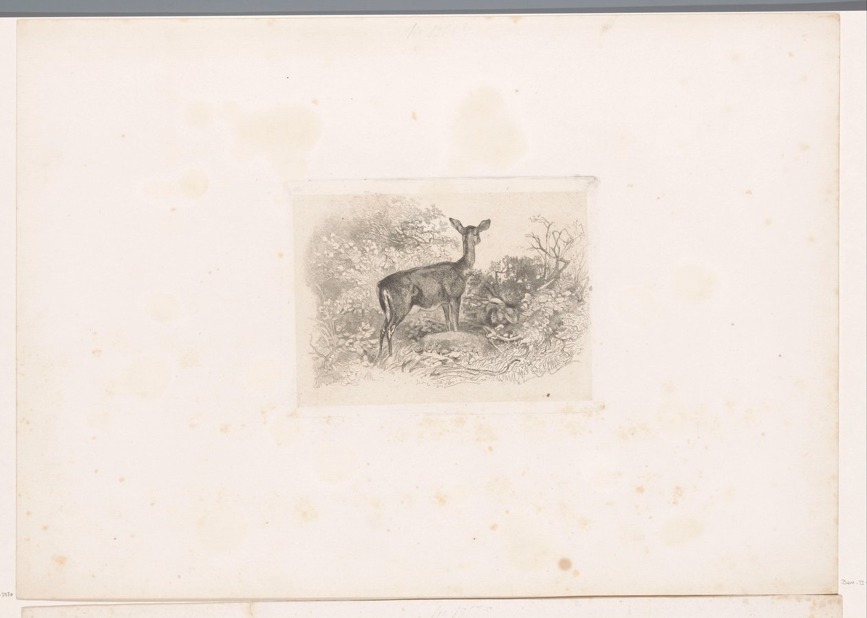 Biche dans la forêt - Karl Bodmer