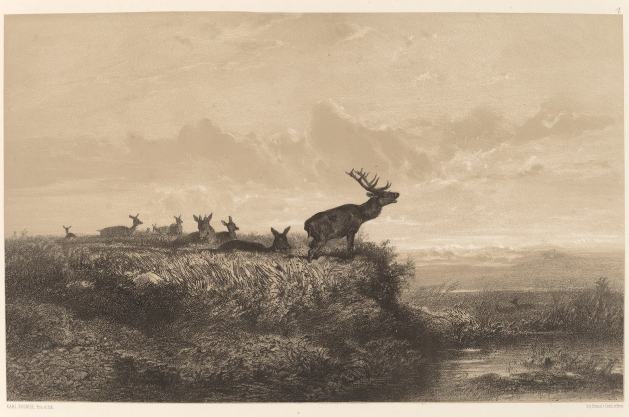 Le Matin. Cerf et biches - Karl Bodmer