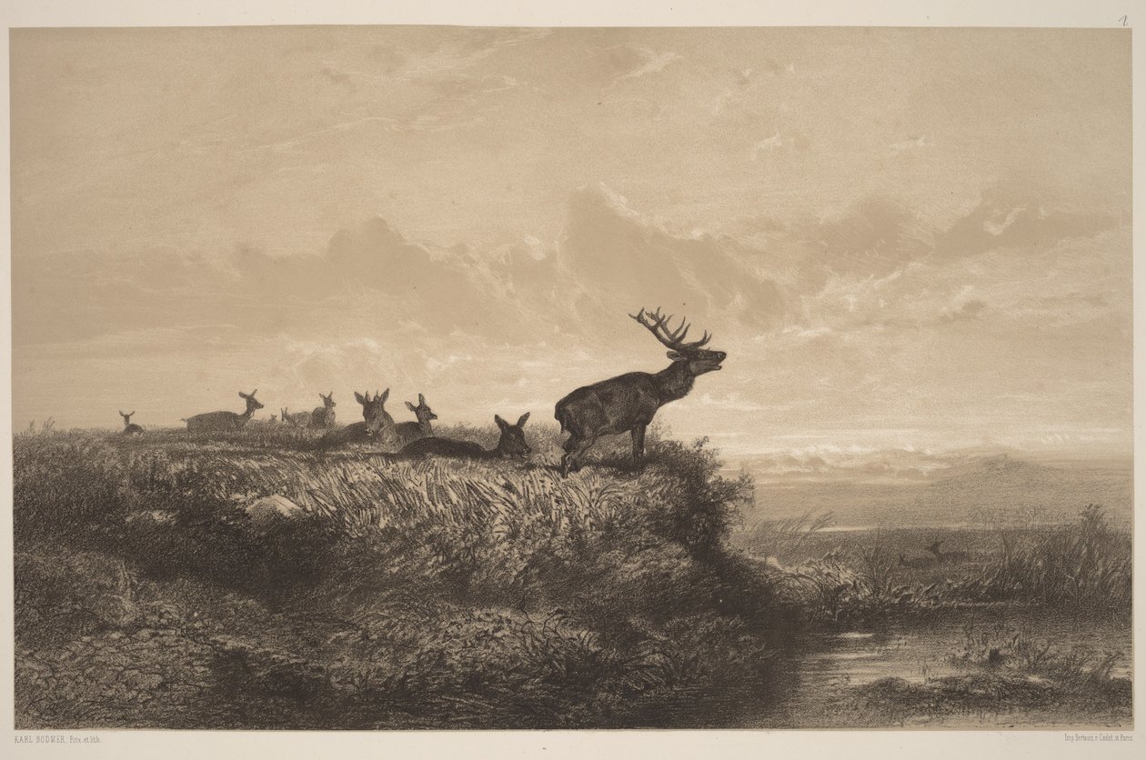 Le Matin. Cerf et Biches - Karl Bodmer