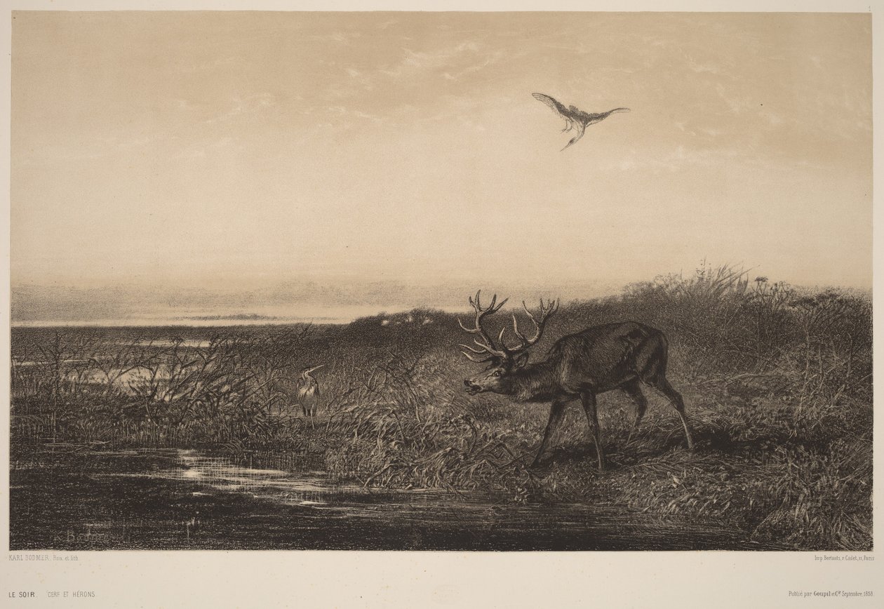 Le Soir.  Cerf et Herons - Karl Bodmer