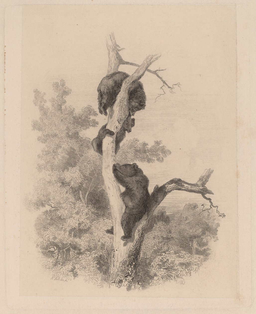 Les ours - Karl Bodmer