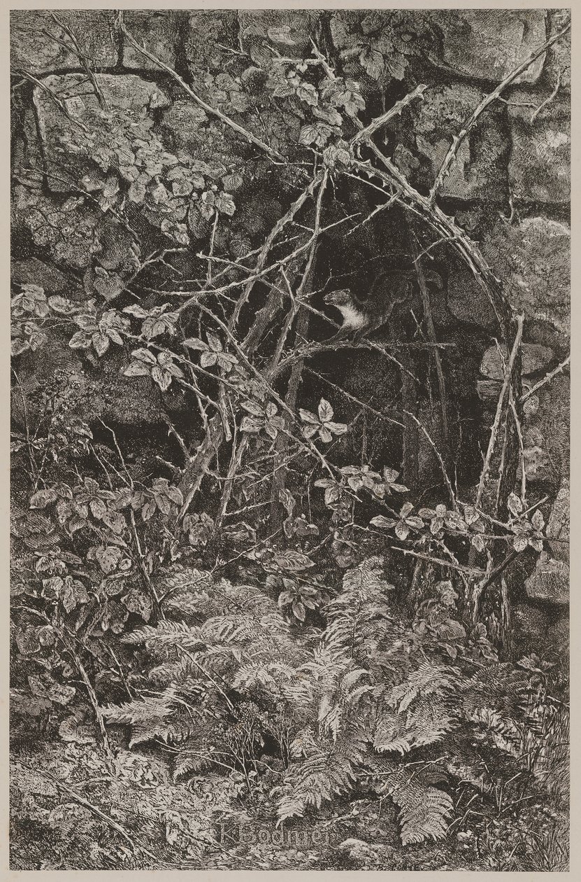 Martre sautant - Karl Bodmer