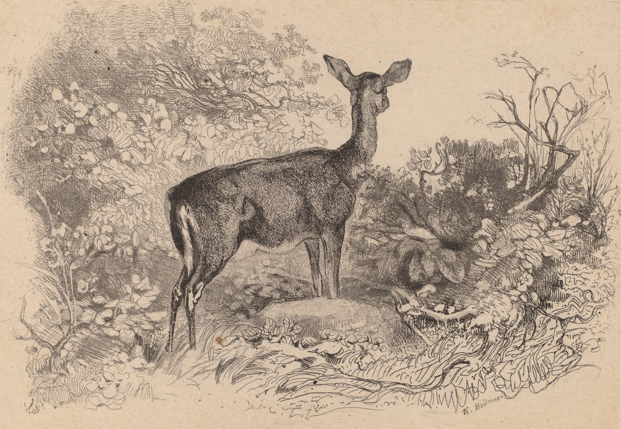 Une biche - Karl Bodmer