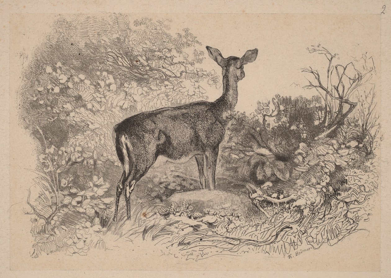Une biche - Karl Bodmer